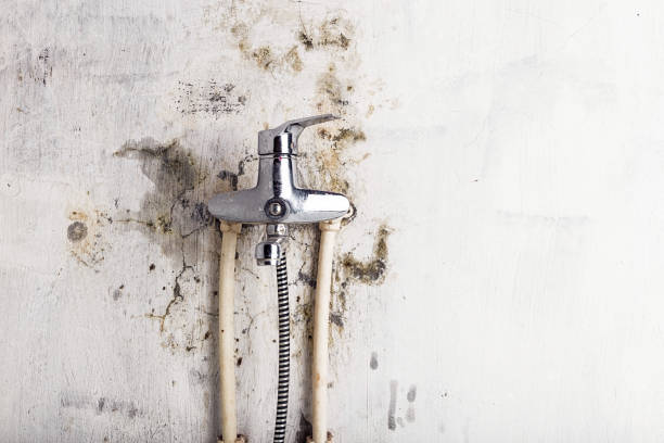 Best Local Mold Removal Service  in Westmont, CA