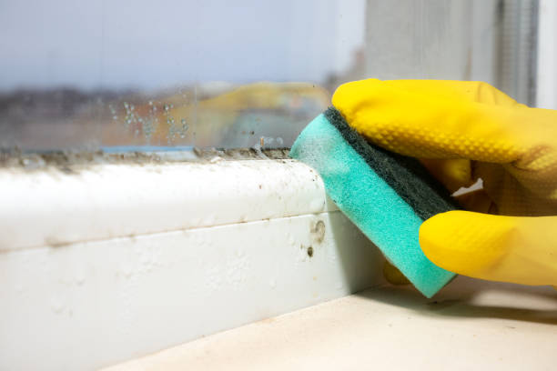 Trusted Westmont, CA Mold Removal Experts