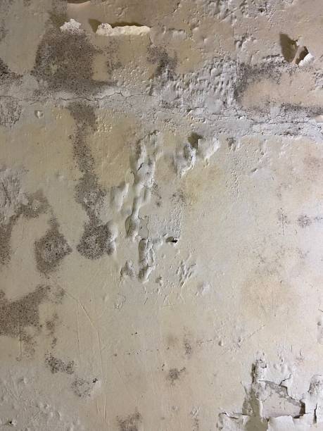 Best Professional Mold Removal  in Westmont, CA