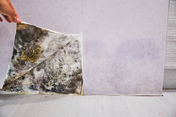 Best Mold Removal Near Me  in Westmont, CA
